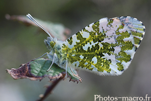 Anthocharis cardamines